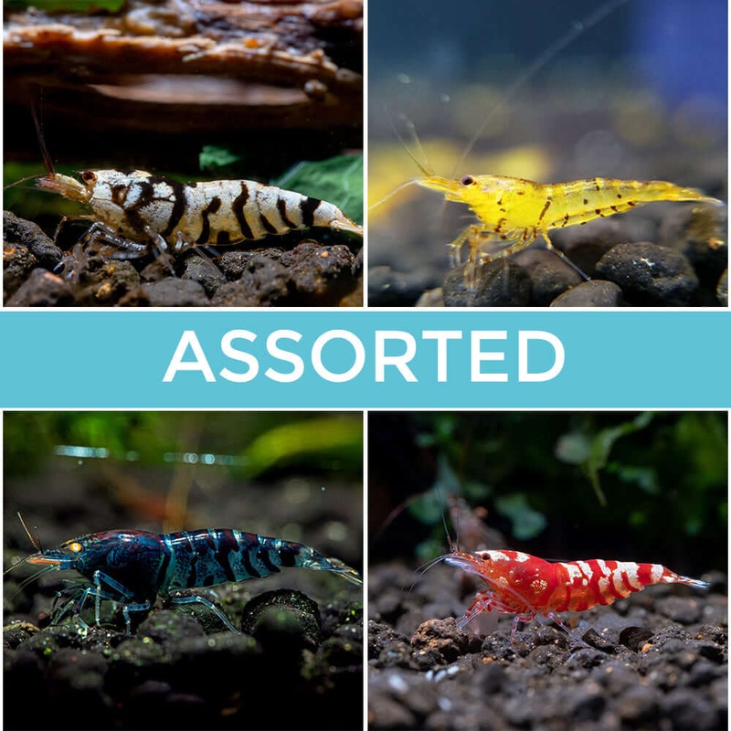 10 Assorted Tiger Shrimp|Imported