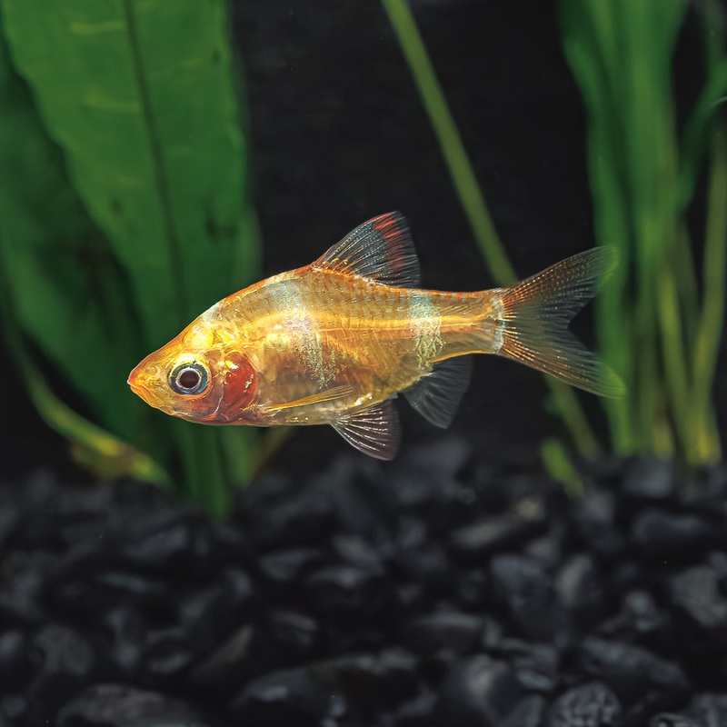 Albino Tiger Barb|Imported|1 Fish