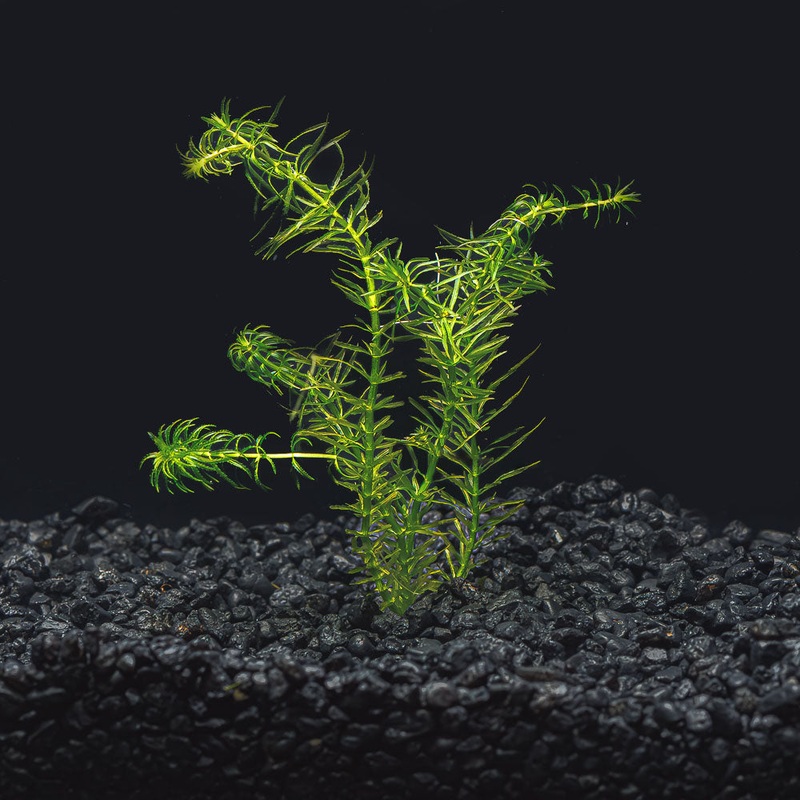 Anacharis Najas|stems