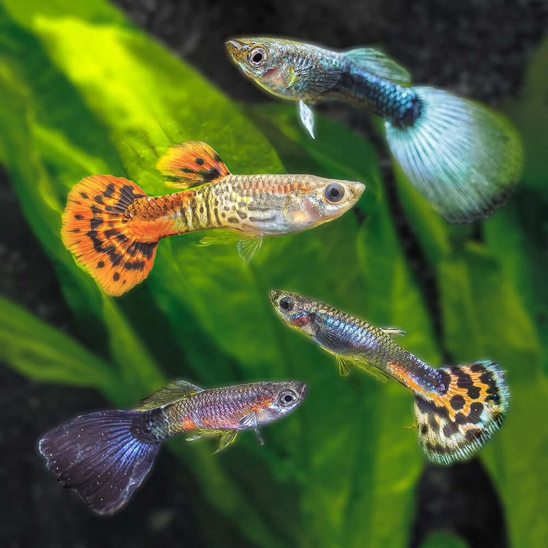 Assorted Guppies|Imported|Locally Bred|Male|Female|Pair (M/F)
