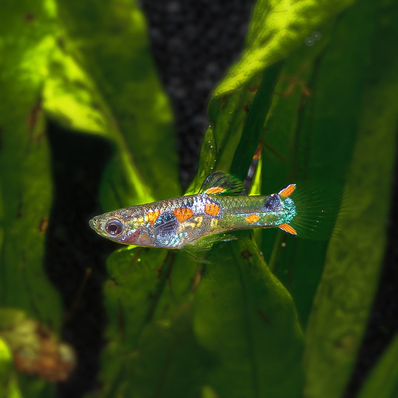 Black Bar Endler|Imported|Male|Female|Pair (M/F)