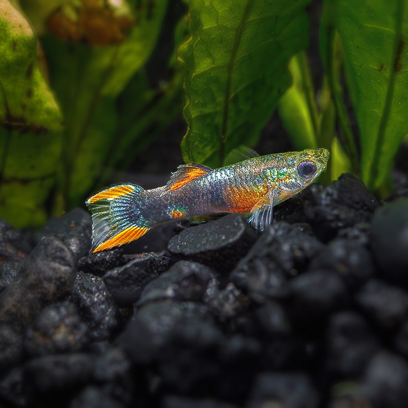 Black Fire Endler|Imported|Male|Female|Pair (M/F)