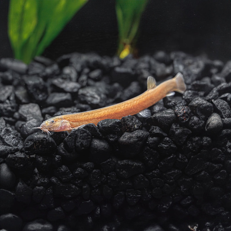 Black Kuhlii Loach|Imported|1 Fish