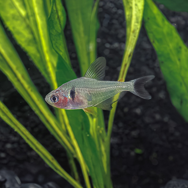 Black Phantom Tetra|Imported|1 Fish