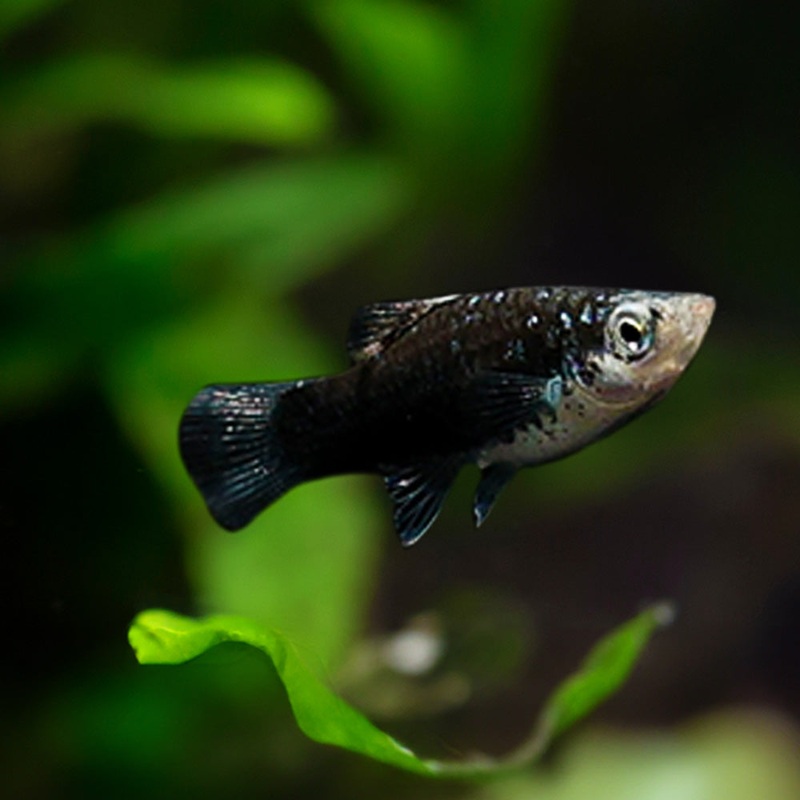 Black Platy|Imported|Male|Female|M/F Pair