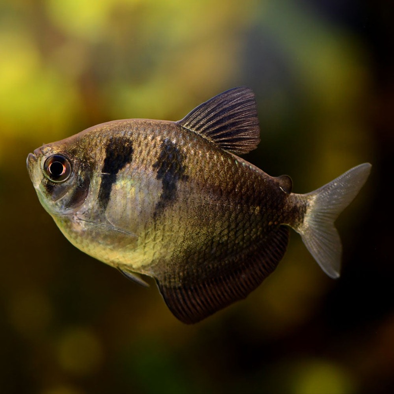 Black Tetra | Black Skirt Tetra
