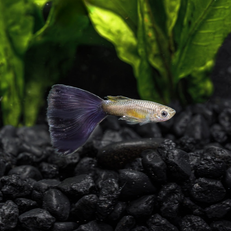 Blue Delta Guppy|Locally Bred|Male|Female|Pair (M/F)