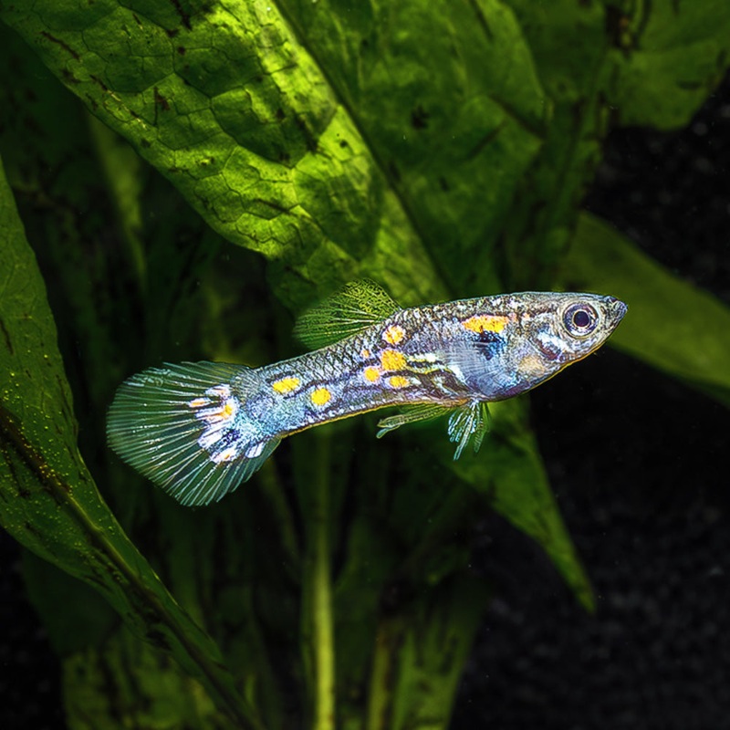Blue Endler | Poecilia wingei|USA Bred|Male|Female|Pair (M/F)