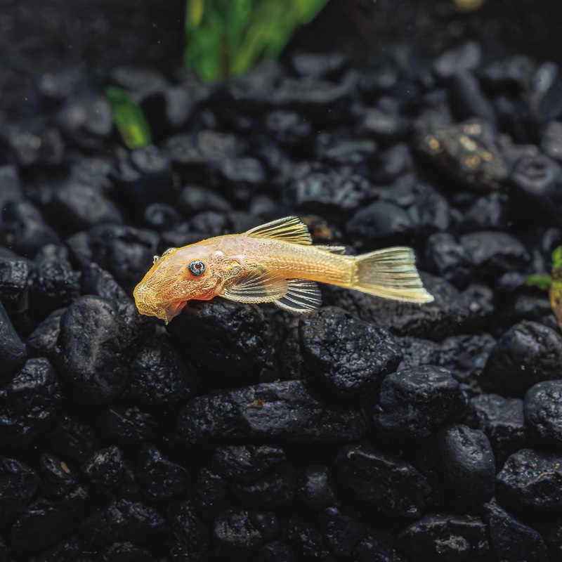 Blue Eyed Lemon Bristlenose Pleco | Ancistrus sp. L144a