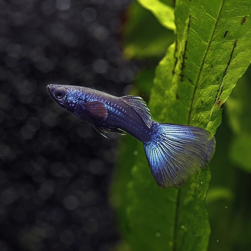 Blue Moscow Guppy|Imported|Locally Bred|Male|Female|Pair (M/F)