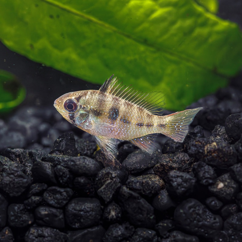 Blue Ram Cichlid|Imported|1 Fish