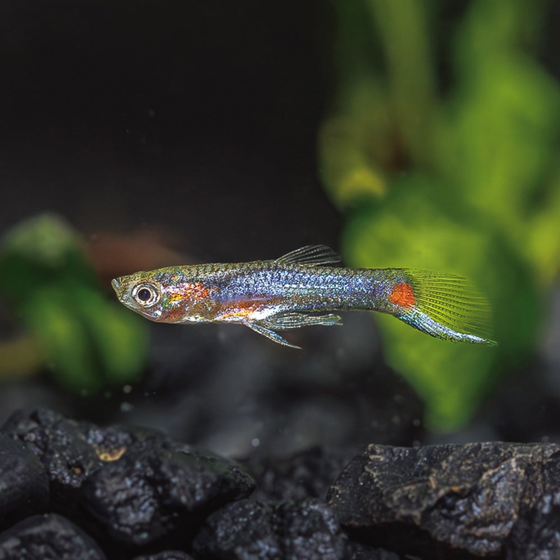 Blue Star Endler|USA Bred|Male|Female|Pair (M/F)