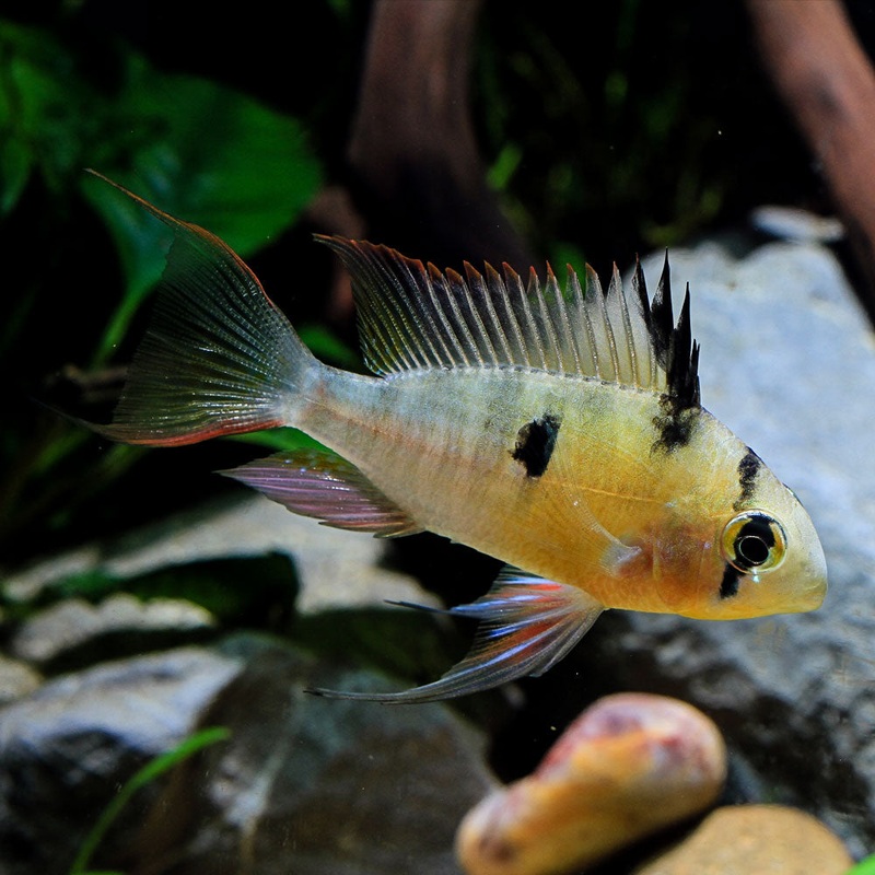 Bolivian Ram | Microgeophagus altispinosa