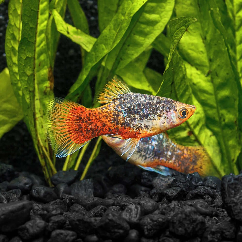 Calico Blue Coral Platy|Imported|Male|Female|M/F Pair