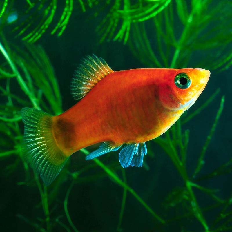 Coral Dark Red Platy|Imported|1 Fish