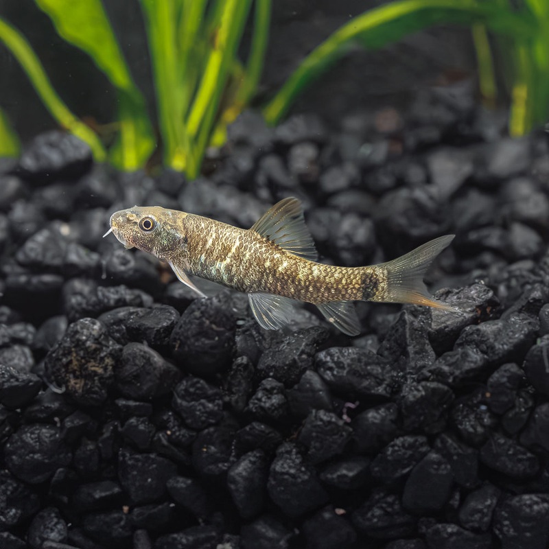Doctor Fish | Garra rufa | Algae Eating Nano Fish