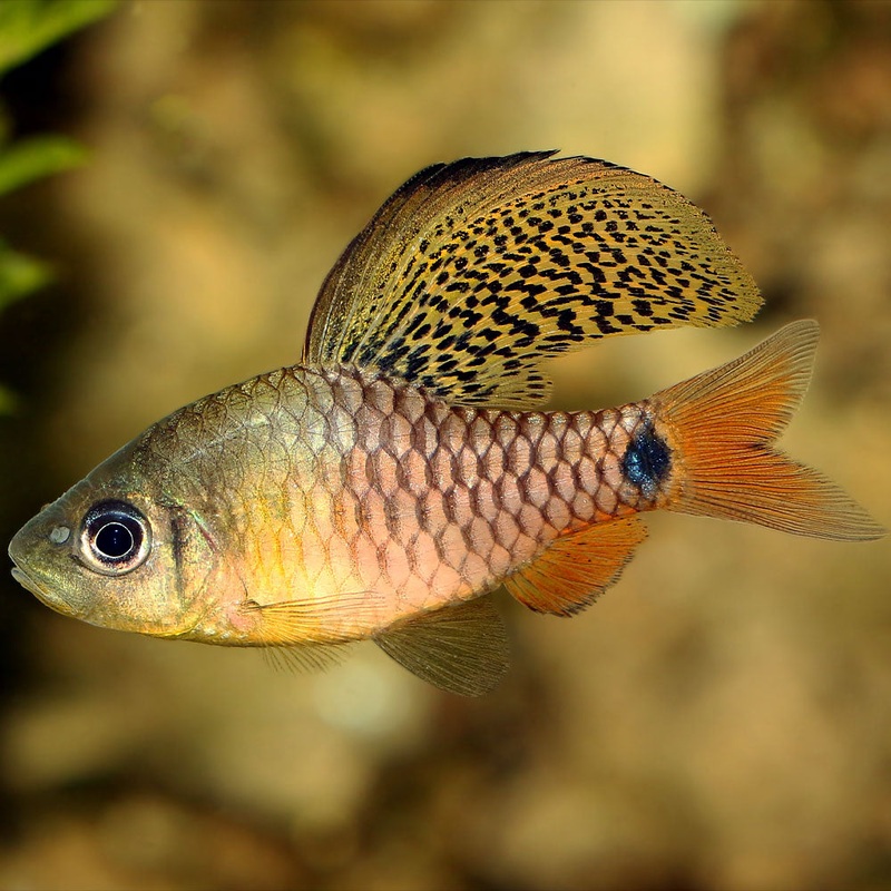 Drape Fin Barb | Oreichthys Crenuchoides