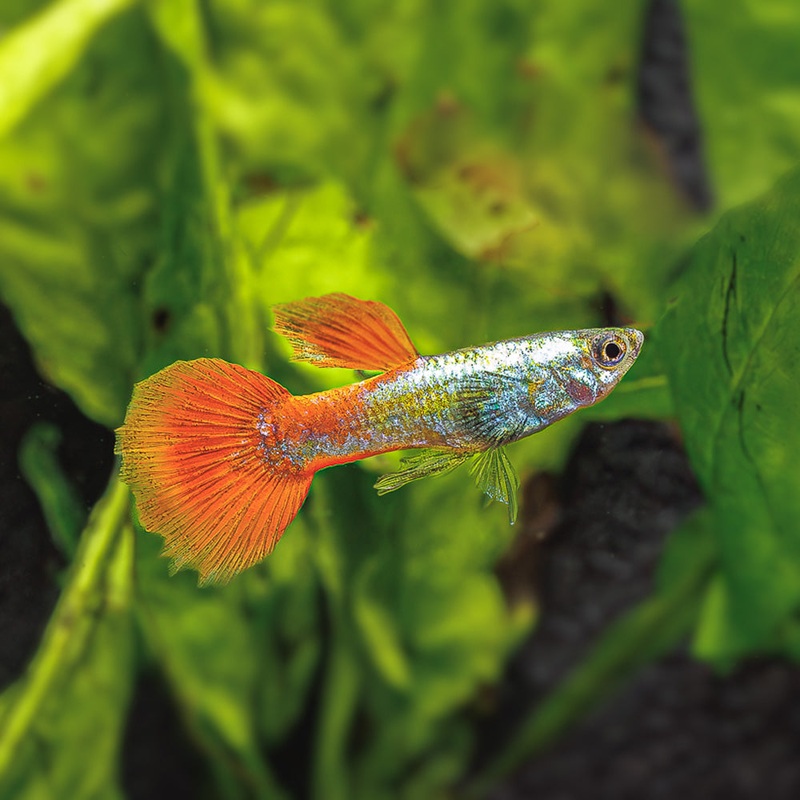 Dumbo Ear Platinum Red Tail Guppy