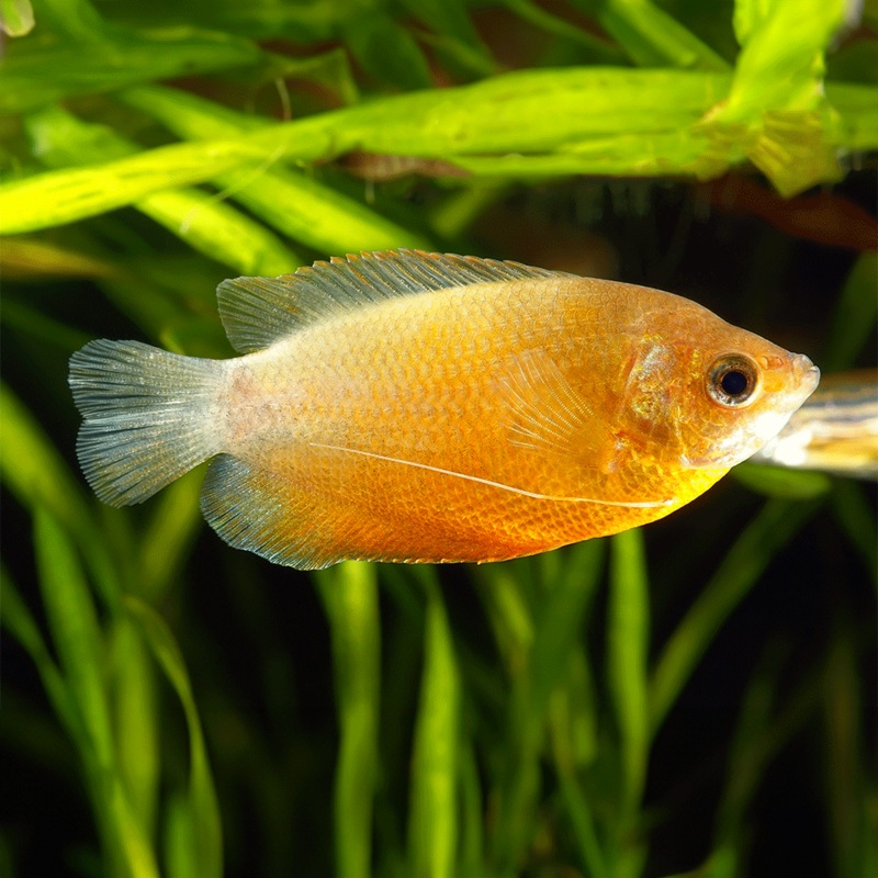 Dwarf Gold Honey Gourami | Trichogaster chuna