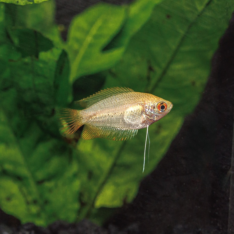 Dwarf Honey Gourami | Trichogaster chuna