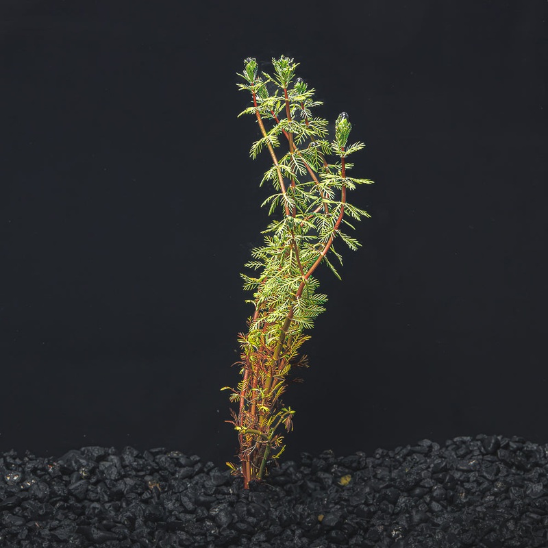 Dwarf Red Parrot’s Feather|Bunched