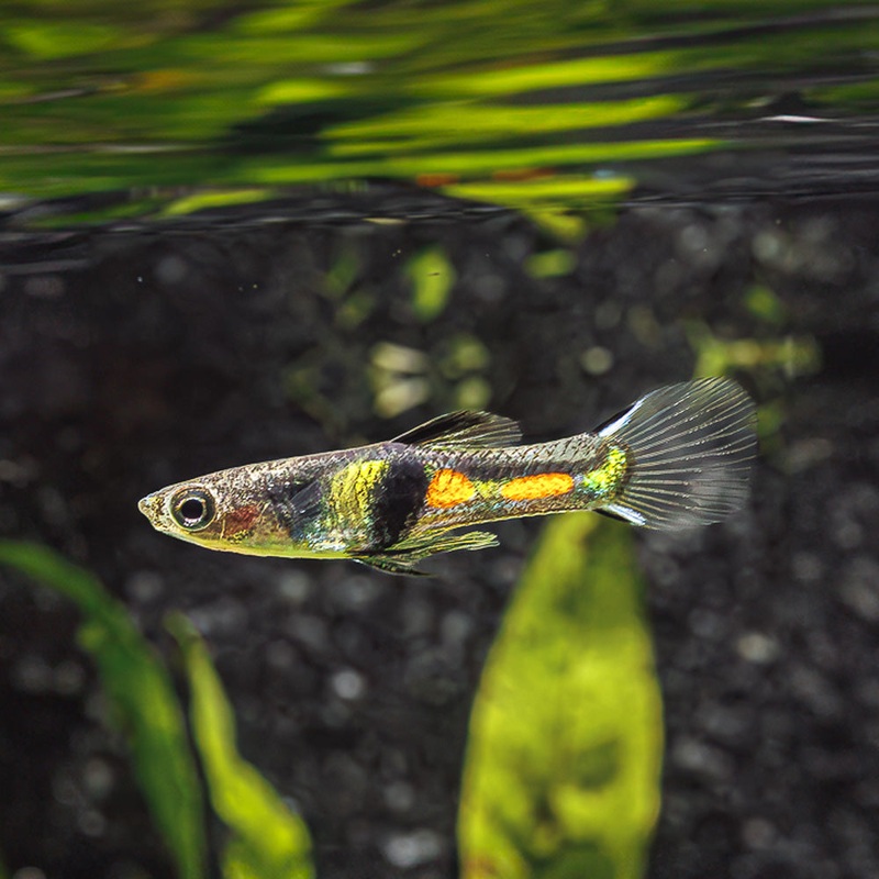El Tigre Endler | Poecilia Wingei