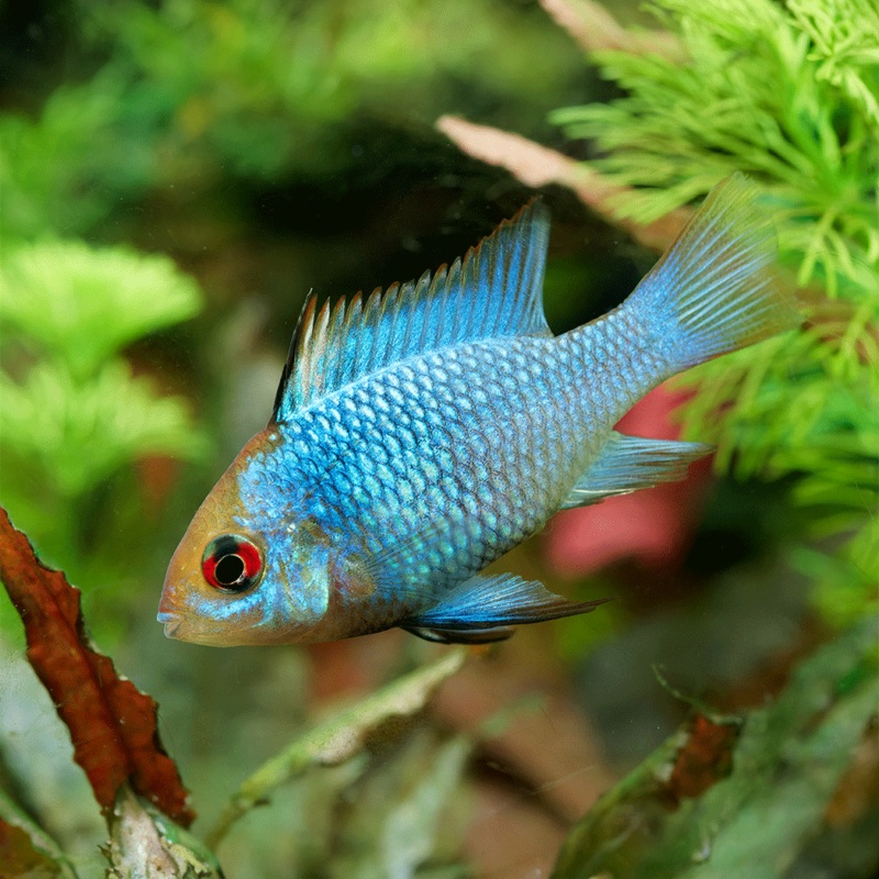 Electric Blue Ram Dwarf Cichlid | Microgeophagus Ramirezi