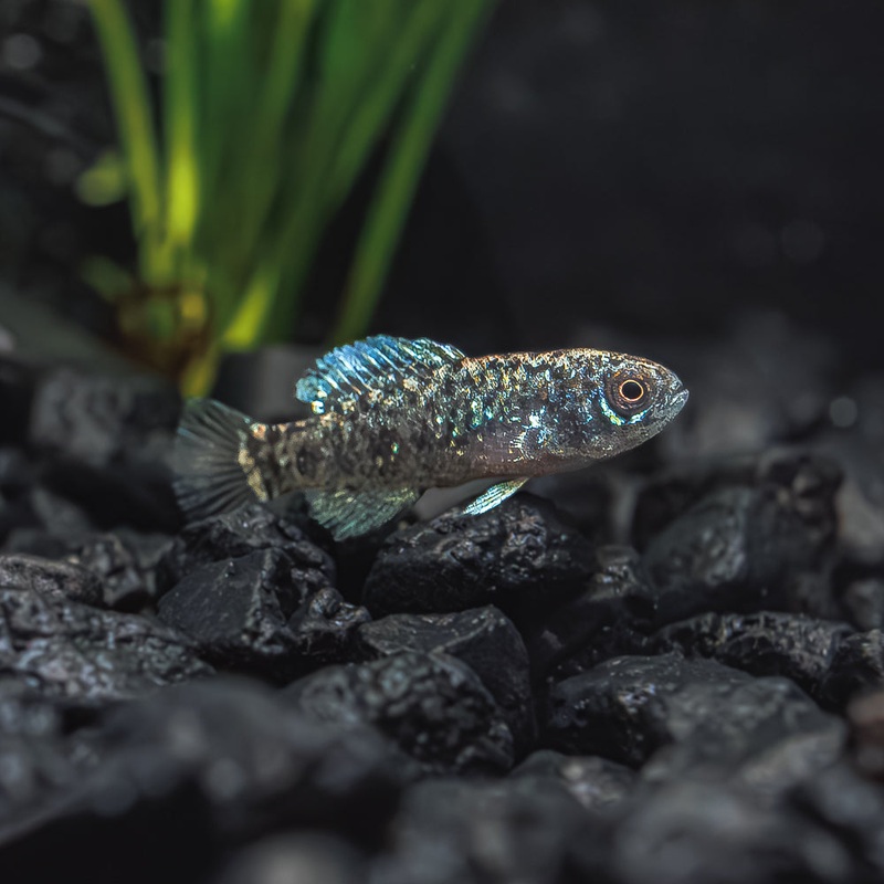 Everglades Pygmy Sunfish|Imported|1 Fish