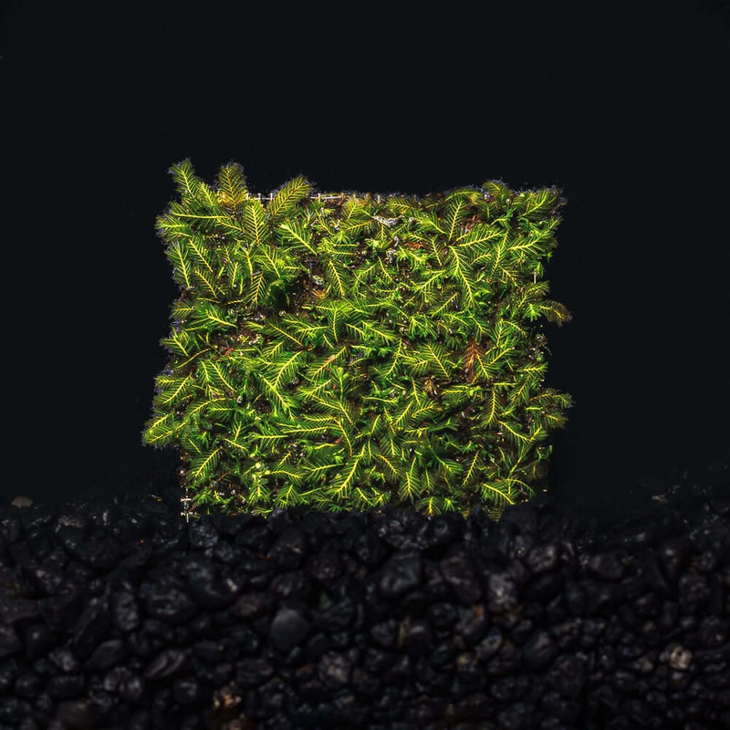 Fissidens Nobilis|3″ x 3″ Mat