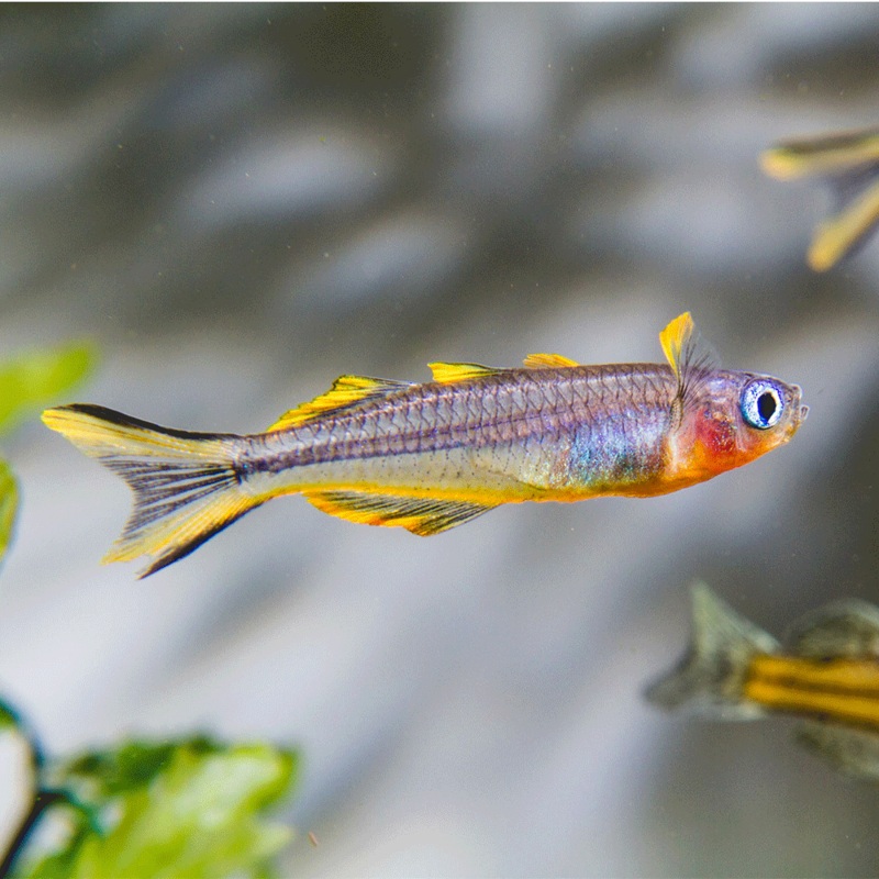 Forktail Blue-Eye Rainbowfish | Pseudomugil Furcatus