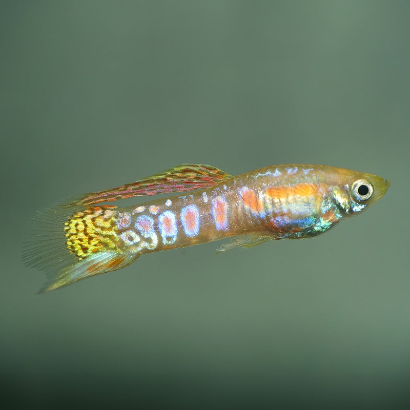 Ginga Rubra Endler|Imported|Male|Female|Pair (M/F)