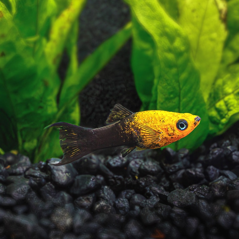Gold Dust Lyretail Molly|Imported|Male|Female|M/F Pair