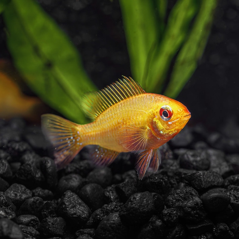 Gold Ram Dwarf Cichlid|Imported|1 Fish