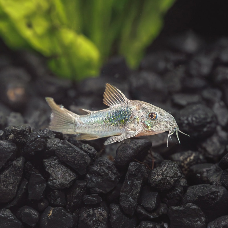 Green Cory|Imported|1 Fish