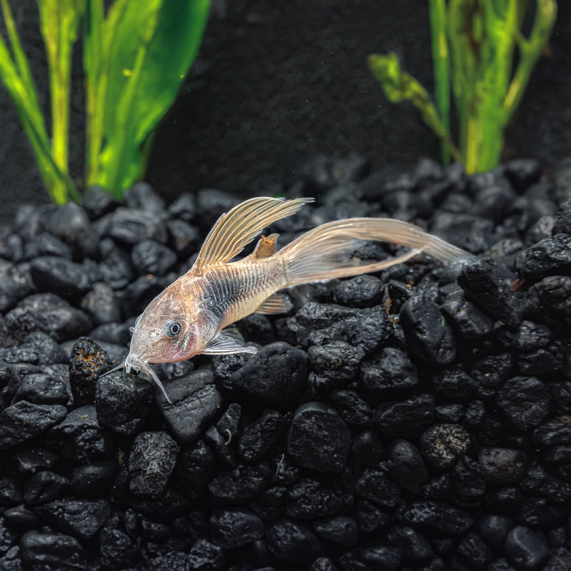 Green Cory Longfin|Imported|1 Fish
