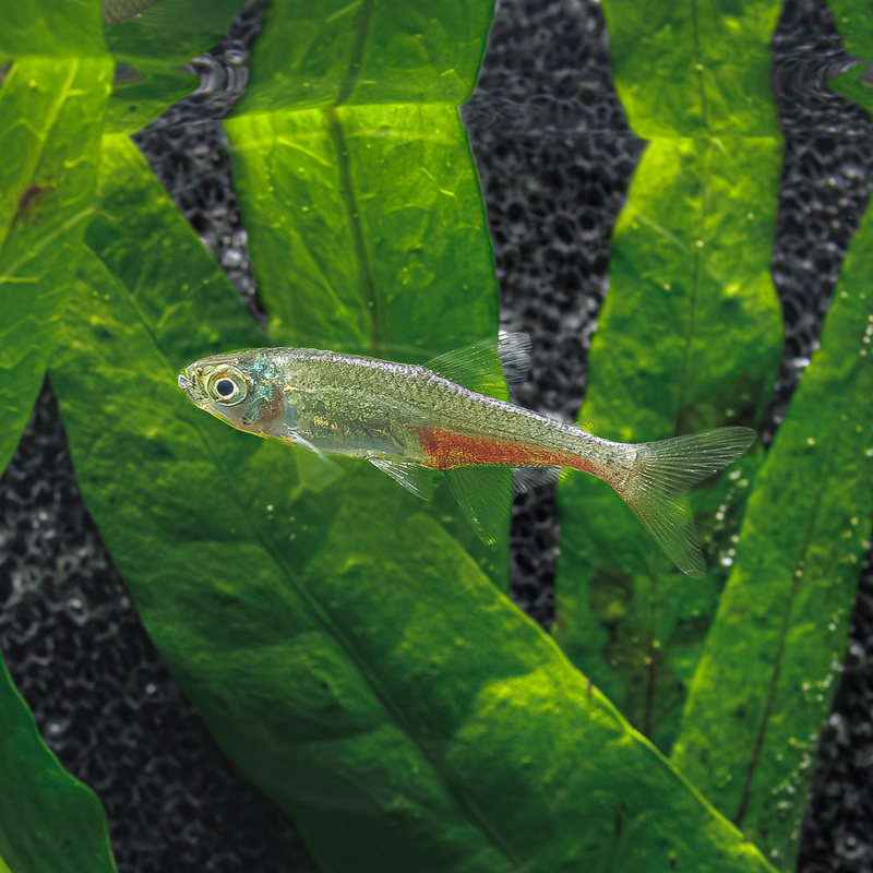 Green Fire Tetra|Imported|1 Fish