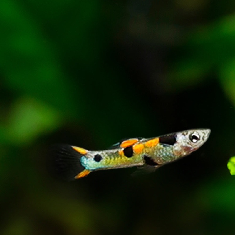 Green Hornet Endler|Imported|Male|Female|Pair (M/F)