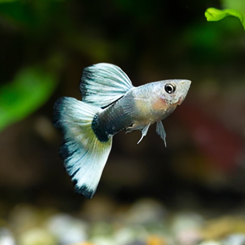 Half Black White Guppy|Juvie (Unsexed)|Male|Female|Pair (M/F)|Flip Bred|Imported