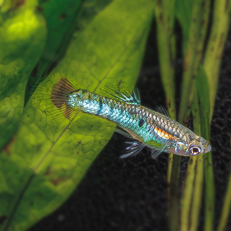 Japan Blue Endler | Poecilia wingei