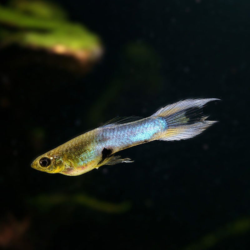 Japan Blue Swordtail Endler|Imported|Male|Female|Pair (M/F)