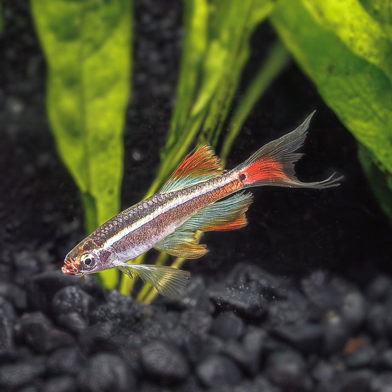 Longfin White Cloud Minnow | Tanichthys albonubes Long Fin