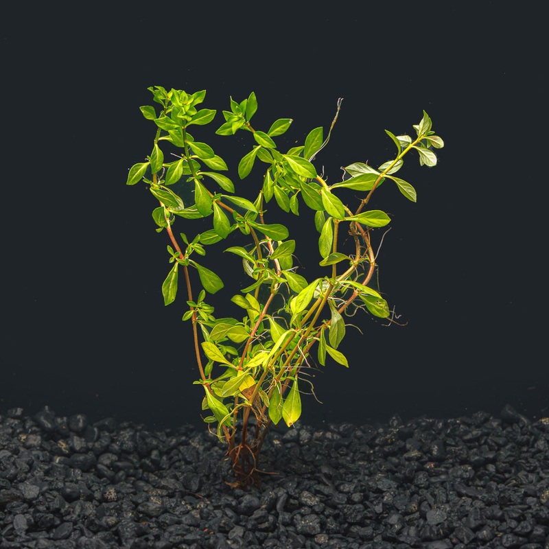 Ludwigia Arcuata ‘ Needle Leaf’