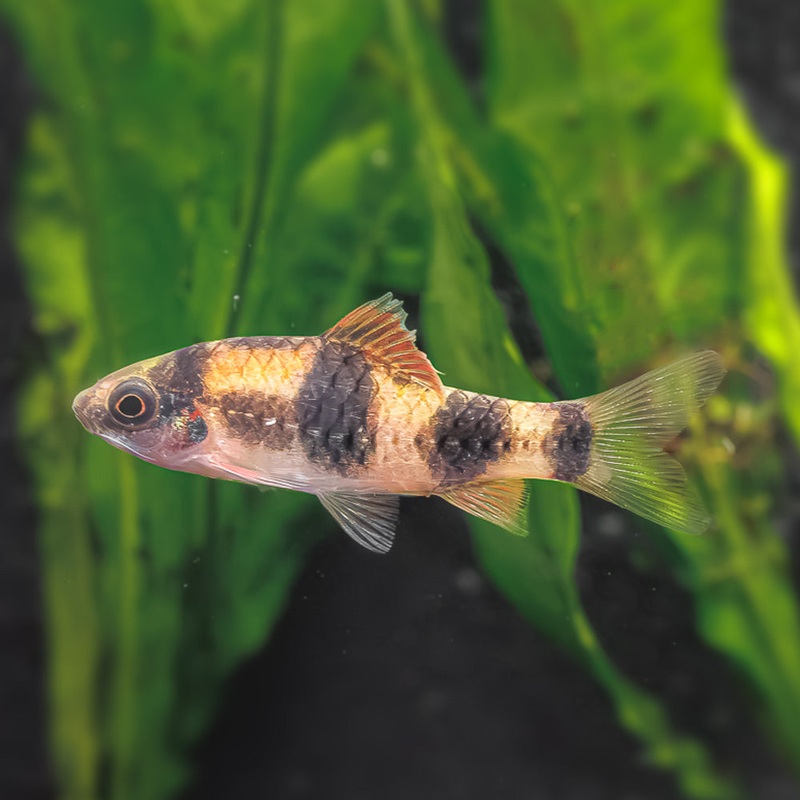 Melon Barb | Red Panda Barb|Imported|1 Fish