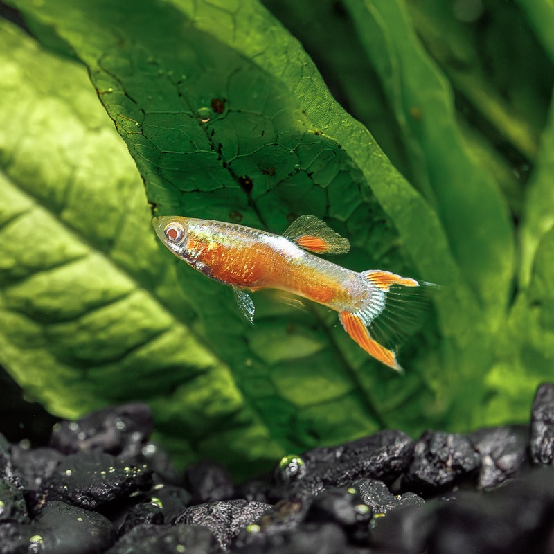 Neon Yellow Endler|Imported|Male|Female|Pair (M/F)