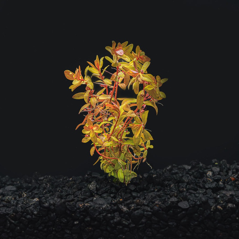 Nesaea Pedicellata ‘Golden’|Bunched