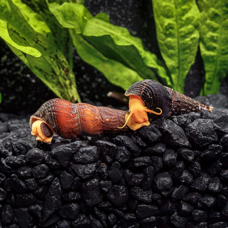 Orange Rabbit Snails|Imported|1 Snail