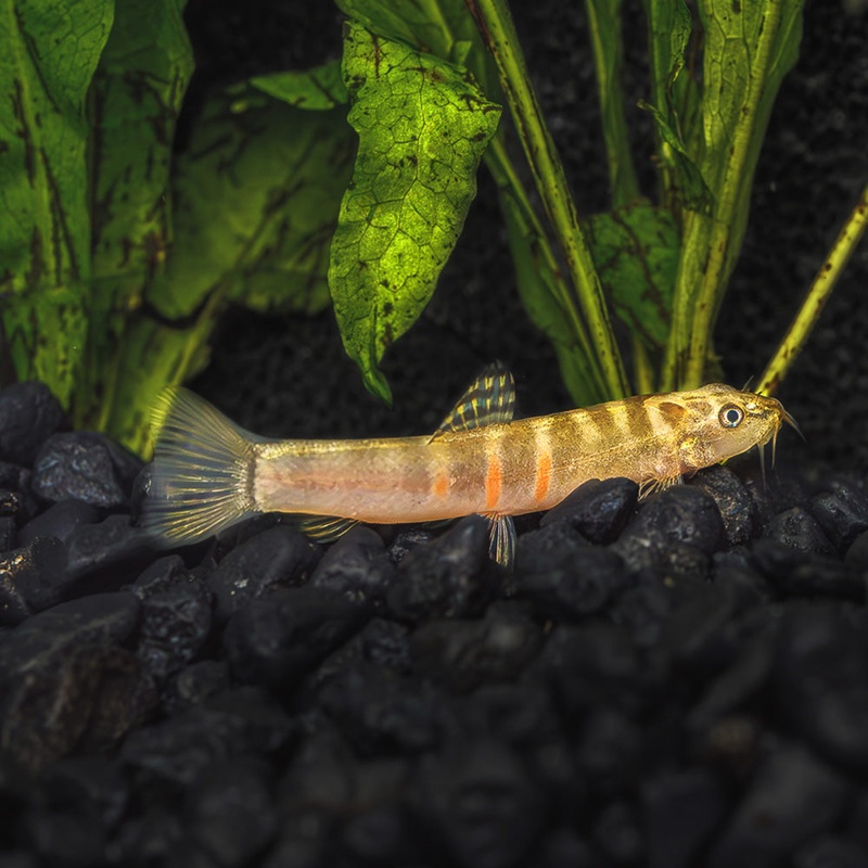 Orange Saddle Sumo Loach|1 Fish