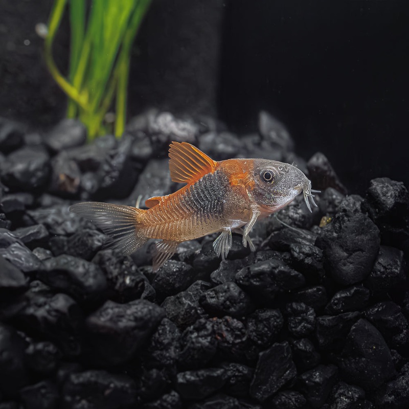 Orange Venezuelan Corydoras | Venezuelan Cory