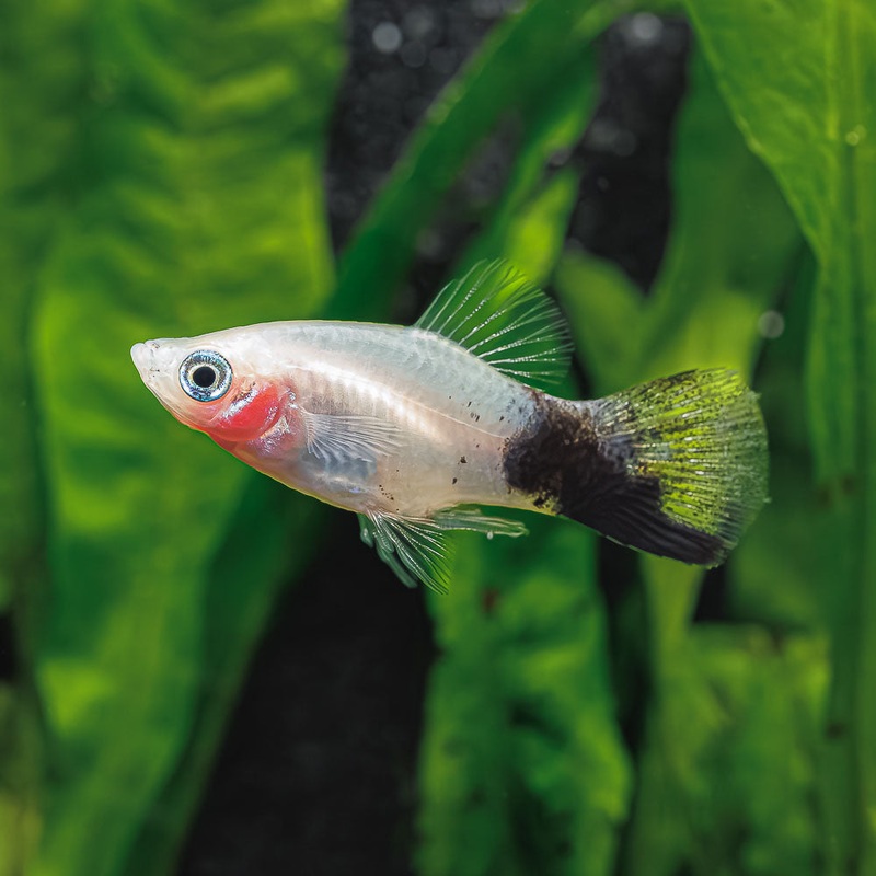 Panda Platy|Imported|Male|Female|M/F Pair