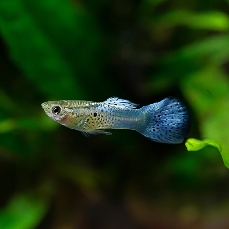 Platinum Cobra Guppy|USA Bred|Male|Female|Pair (M/F)